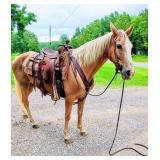 Saddle Mare