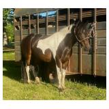 Gaited Mare