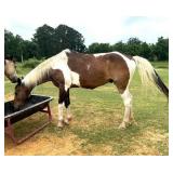 Gaited Gelding