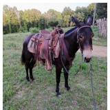Horse Mule