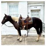 10 Year Old Mare