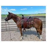 Red Roan Gelding