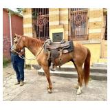 10 Year Old Gelding