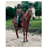 Horse