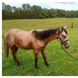 San Peppy Colt (NO PAPERS)