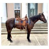 Crossbred Gelding