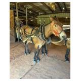 Pair of Mules- Mare Mule 1