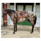 Appaloosa Mare