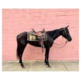 3 Year Old Gaited Mare