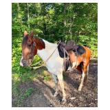 Gaited Paint Gelding