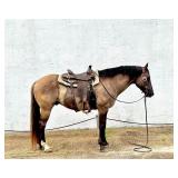 14-15 Year Old Gelding