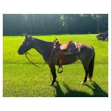 Blue Roan Mare