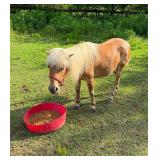 Mare Pony