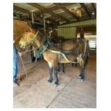 Pair of Mules- Mare Mule 2