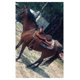 4 Year Old Mare
