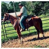 17 Year Old Gelding