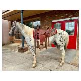 Spotted Gelding