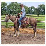 3 Year Old Filly Ready To Learn