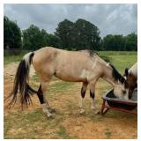 Project Mare