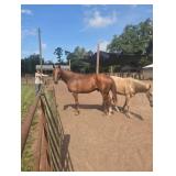 Stud Colt