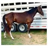Gelding