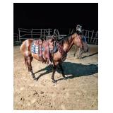 Buck Skin Mare