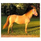 Gaited Mare