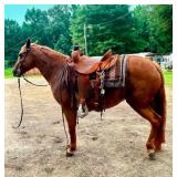 Sorrel Mare