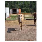 Filly