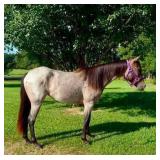 Filly