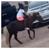 Stud Pony