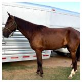 Gelding
