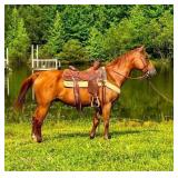 AQHA Gelding