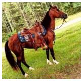 Gaited Mare