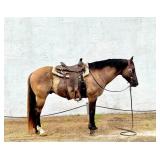 Beautiful Horse