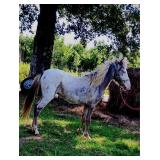 Stud Colt