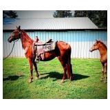Sorrel Mare