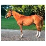 Gelding