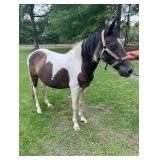 Paint Pony