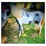 Appaloosa Stud Pony