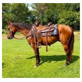 Sweet Gelding