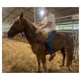 Gaited Gelding