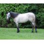 Horse & Tack Sale July 11, 2026