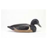 Oliver Autin - Ringbill Drake