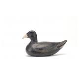 William Hanemann - Coot