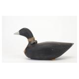 Arthur Pellegrin - Swimming Coot