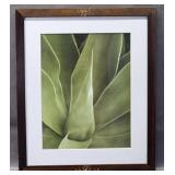 Tropica Soft Tip Agave by Boyce Watt