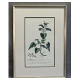 Framed Botanical Print
