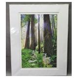 Redwoods by Wes Thollander Photography