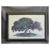 Harold Shelton Oak Tree Framed Print